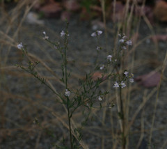 Linaria repens