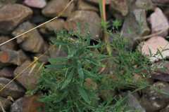 Linaria repens