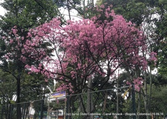 Chionanthus pubescens