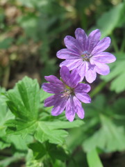 Geranium pyrenaicum