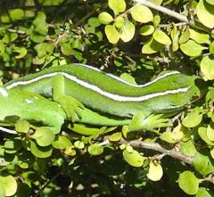 Naultinus punctatus