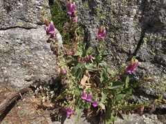 Digitalis
