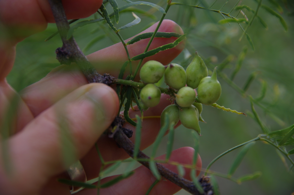 Mesquite Gall Midge