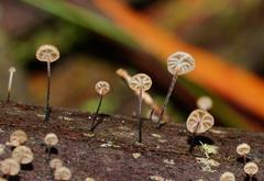 Marasmius alveolaris