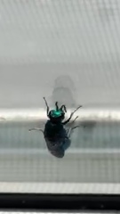 Chrysis angolensis
