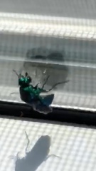 Chrysis angolensis