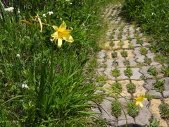 Hemerocallis lilioasphodelus