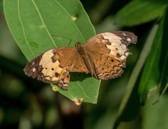 Cupha erymanthis lotis