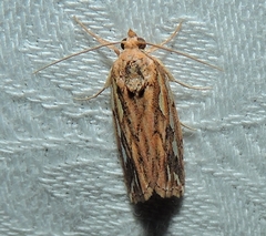 Meyrickella torquesauria