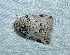 Garella vallata