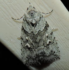 Calathusa basicunea