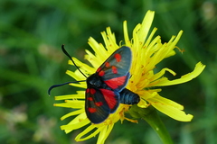 Zygaena angelicae