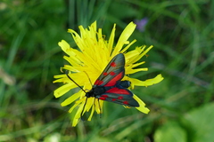 Zygaena angelicae
