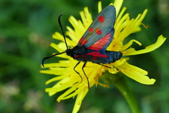Zygaena angelicae