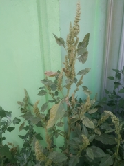 Amaranthus retroflexus