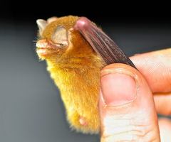 Natalus tumidirostris