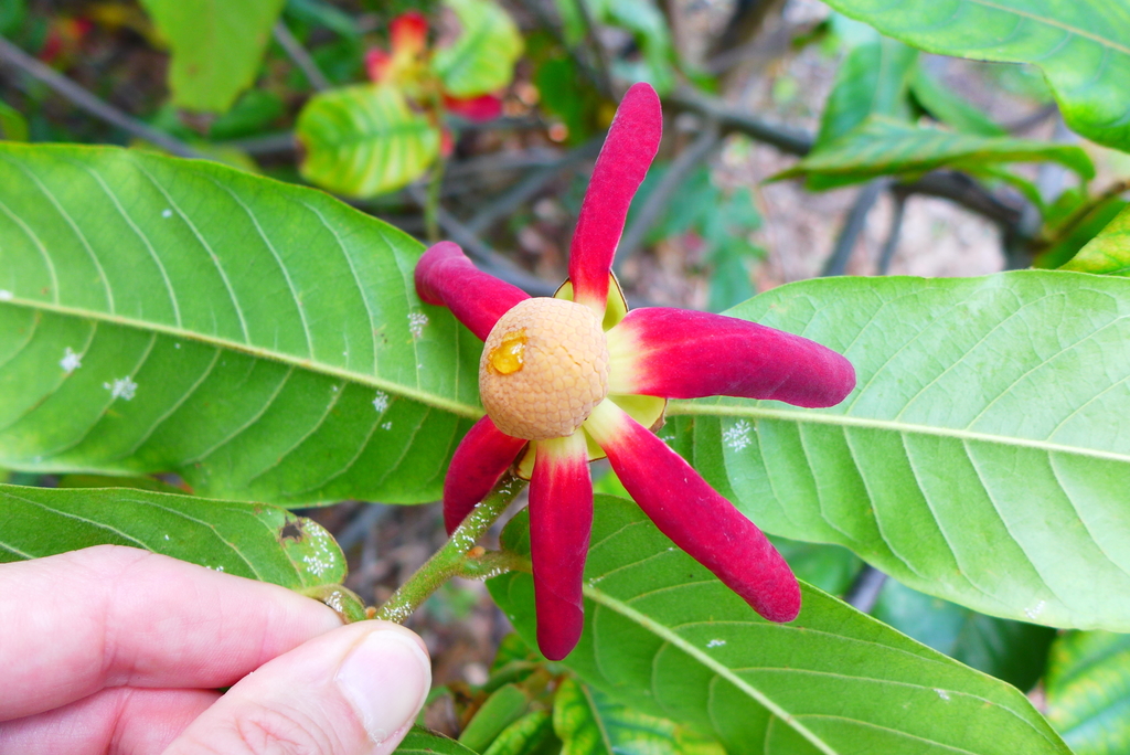 Uvaria fauveliana