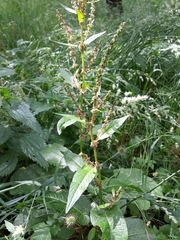 Rumex obtusifolius