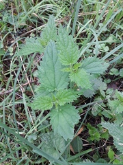 Urtica dioica