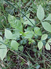 Fraxinus pennsylvanica