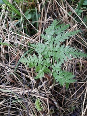 Anthriscus sylvestris