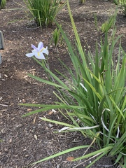 Irideae