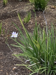 Irideae
