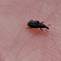 Dryophthorus americanus