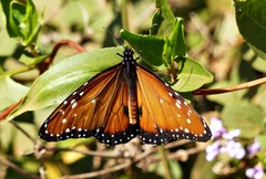 Danaus gilippus gilippus