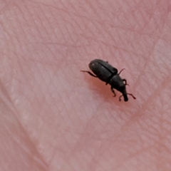 Dryophthorus americanus