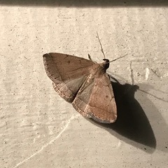 Zanclognatha protumnusalis