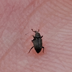 Dryophthorus americanus