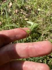 Cyperus lupulinus