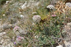 Daucus carota gummifer