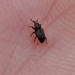 Dryophthorus americanus