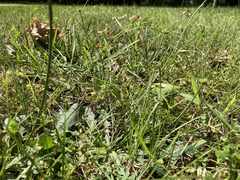 Cyperus lupulinus