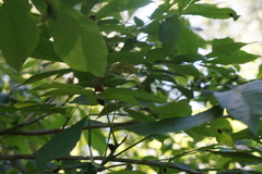 Puccinia sparganioidis