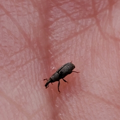 Dryophthorus americanus