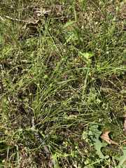 Cyperus lupulinus