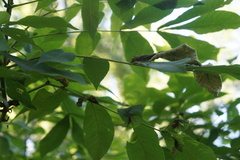 Puccinia sparganioidis