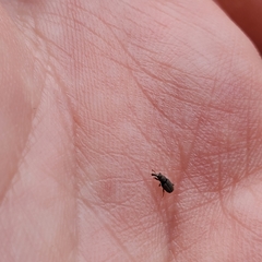 Dryophthorus americanus