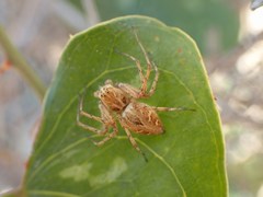Oxyopes heterophthalmus
