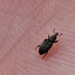 Dryophthorus americanus