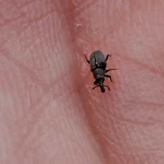 Dryophthorus americanus