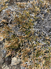 Selaginella wallacei