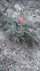 Castilleja lanata