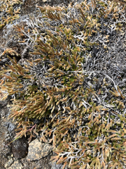 Selaginella wallacei