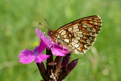 Melitaea aurelia