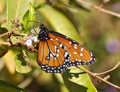 Danaus gilippus gilippus