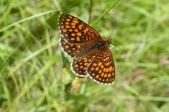 Melitaea aurelia
